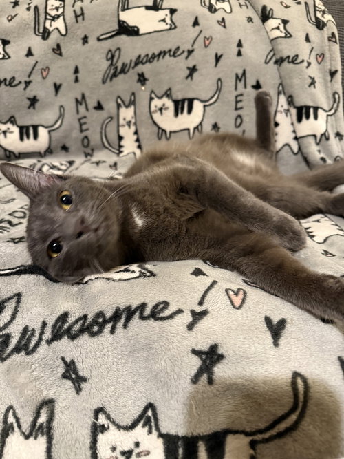 FLINT - Domestic Short Hair available for adoption