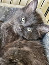 adoptable Cat in ball ground, GA named Chattooga