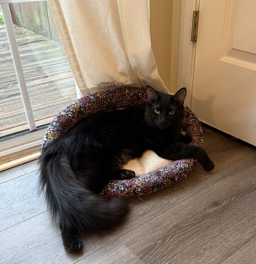 picture of the cat needing adoption