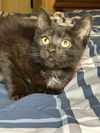 adoptable Cat in Ball Ground, GA named Soprano