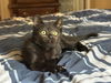 adoptable Cat in Ball Ground, GA named Alto
