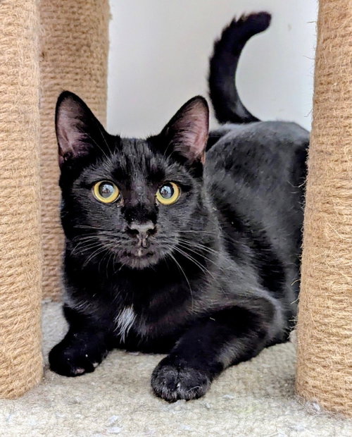 picture of the cat needing adoption