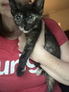 adoptable Cat in Ball Ground, GA named Betty Lou