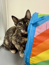Betty Lou - Photo 4