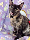 Betty Lou - Photo 5