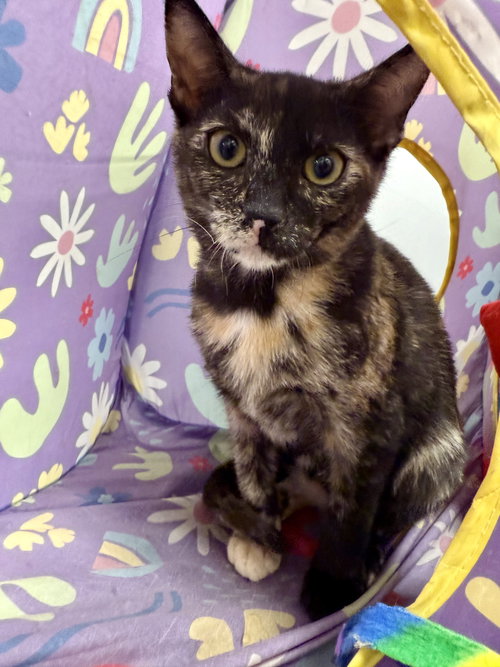 BETTY LOU - Tortoiseshell / Domestic Short Hair available for adoption