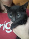 adoptable Cat in ball ground, GA named Etowah