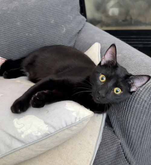 picture of the cat needing adoption