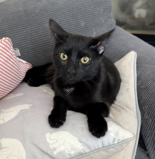 ETOWAH - Domestic Short Hair available for adoption