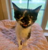 adoptable Cat in Ball Ground, GA named London