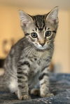 adoptable Cat in Ball Ground, GA named Madrid