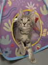 adoptable Cat in ball ground, GA named Ignis