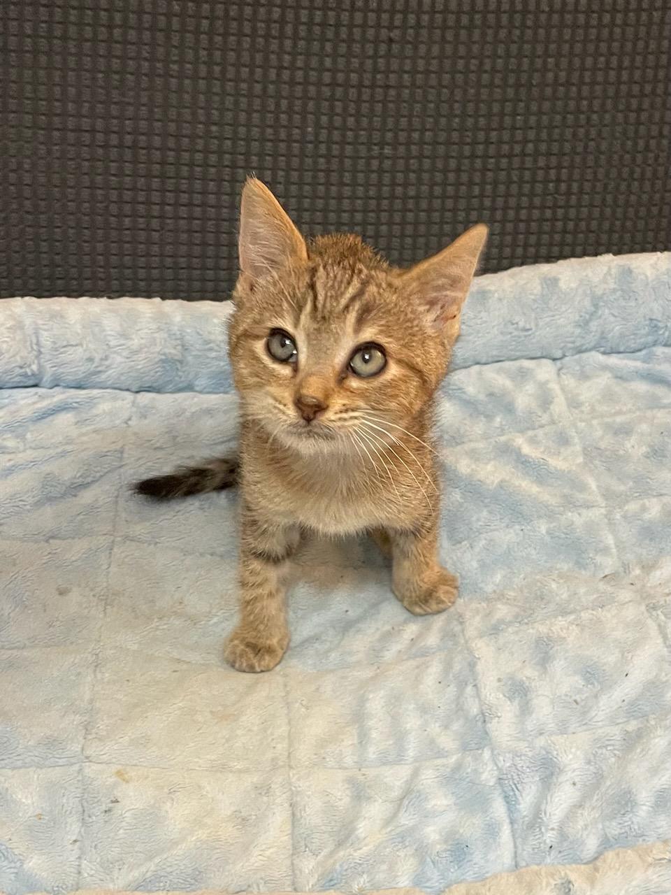 adoptable Cat in Ball Ground, GA named Ike