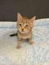 adoptable Cat in Ball Ground, GA named Ike