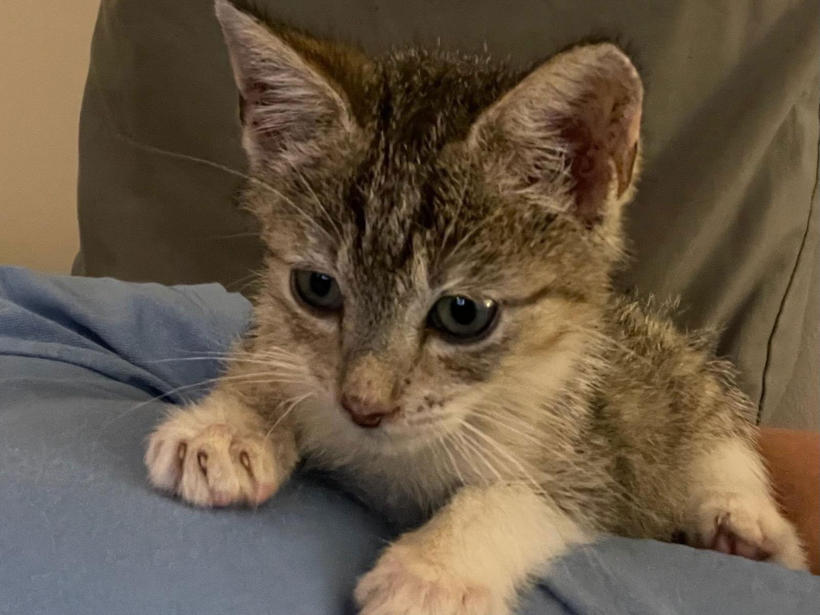 adoptable Cat in Ball Ground, GA named Mike