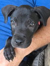 adoptable Dog in  named MJ