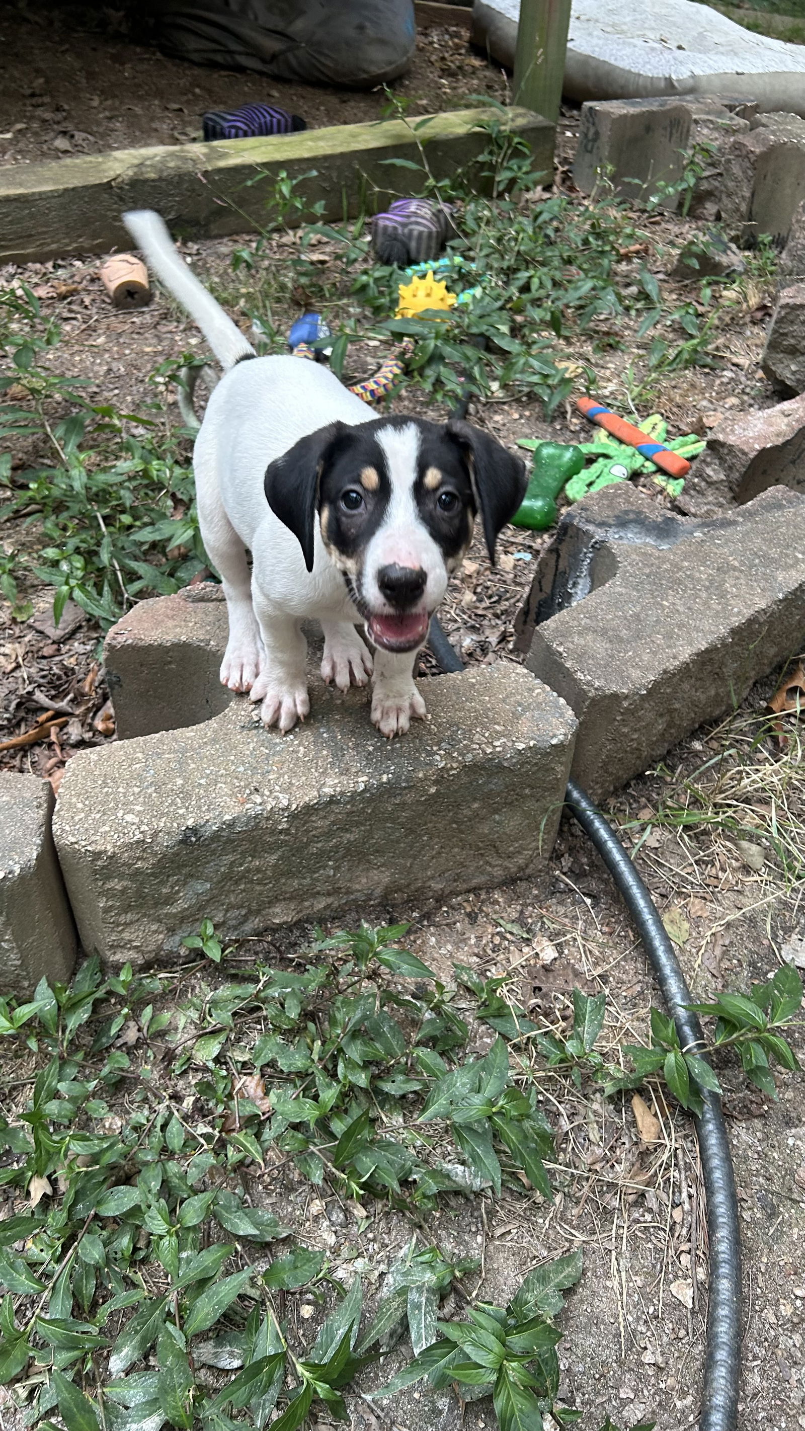 adoptable Dog in Cedartown, GA named Lassy