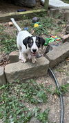 adoptable Dog in  named Lassy