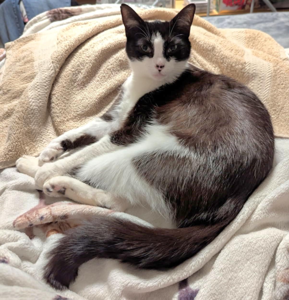 adoptable Cat in Ball Ground, GA named Cookie