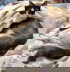 adoptable Cat in ball ground, GA named Cookie