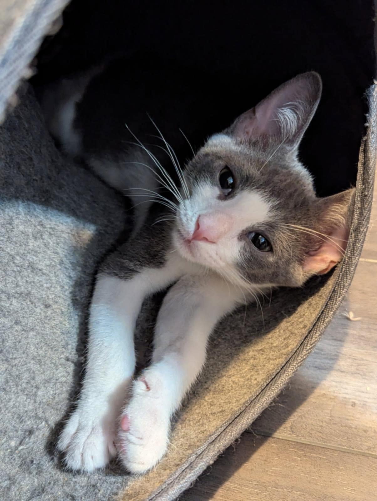 adoptable Cat in Ball Ground, GA named Gunther