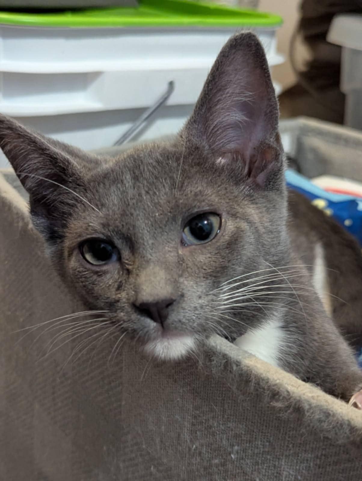 adoptable Cat in Ball Ground, GA named Ross