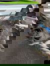 adoptable Cat in Ball Ground, GA named Ross