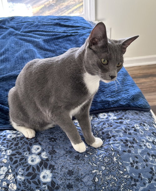 ROSS - Domestic Short Hair available for adoption