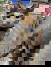adoptable Cat in Ball Ground, GA named Chandler