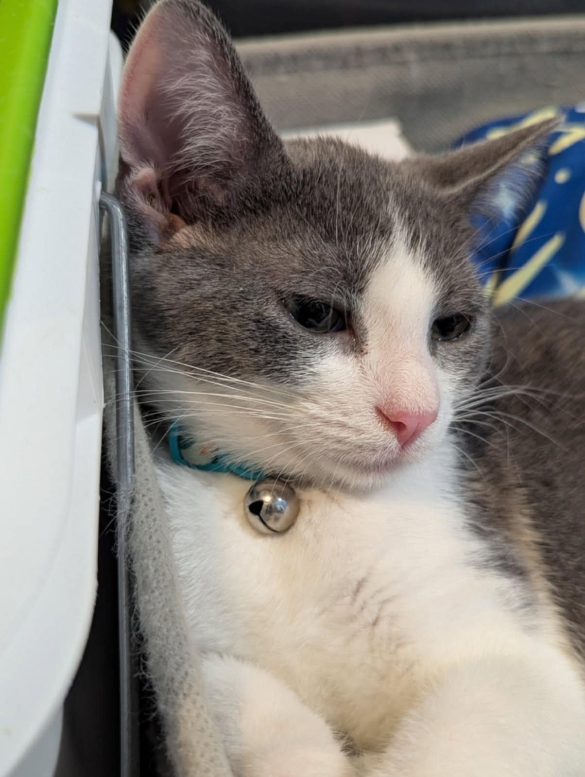 adoptable Cat in Ball Ground, GA named Phoebe