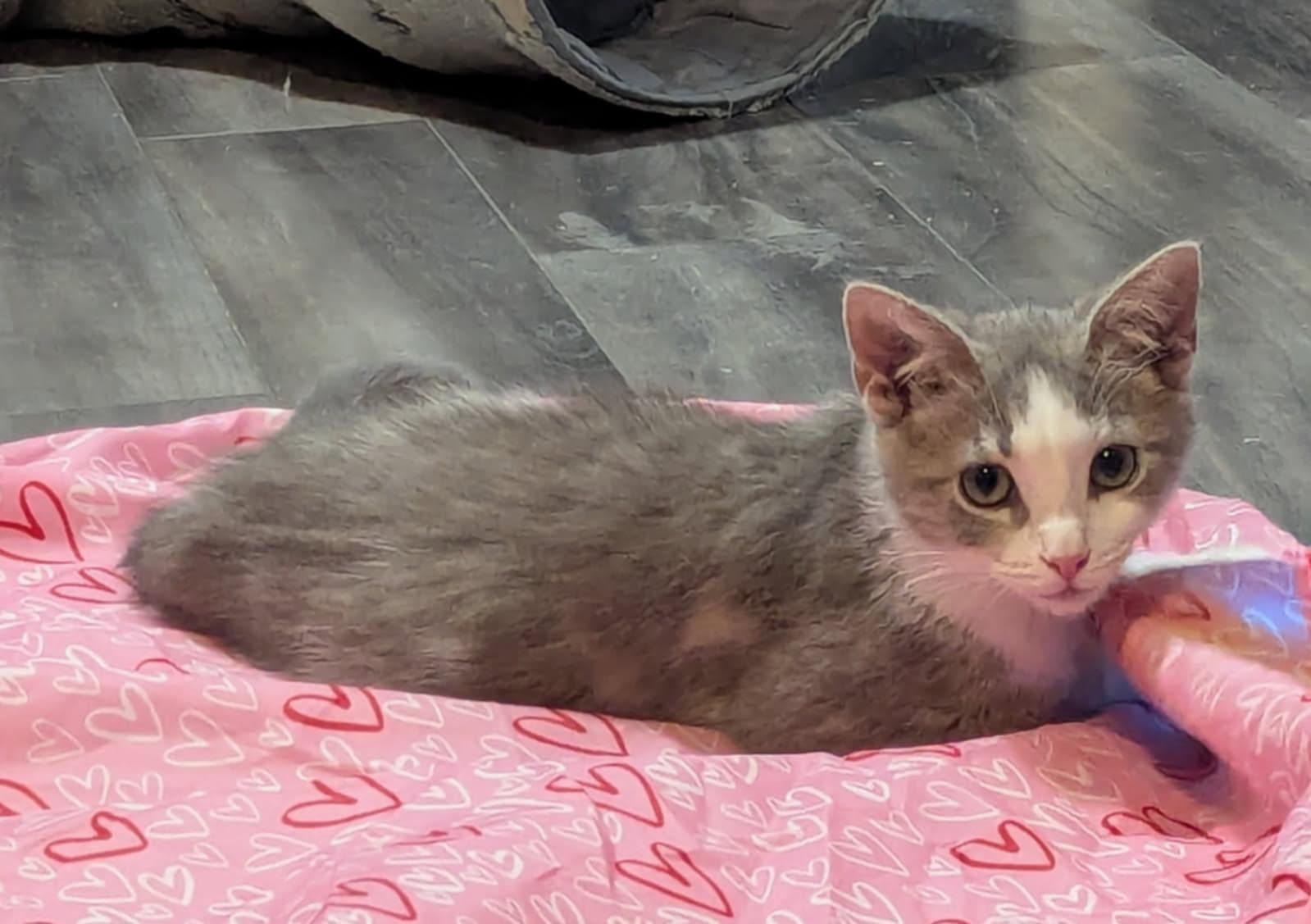 adoptable Cat in Ball Ground, GA named Monica
