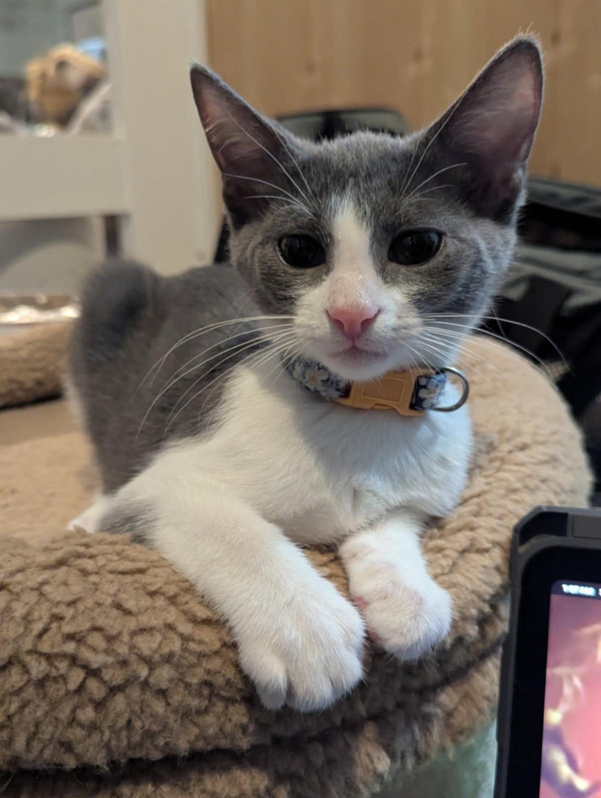 adoptable Cat in Ball Ground, GA named Rachel