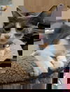 adoptable Cat in Ball Ground, GA named Rachel