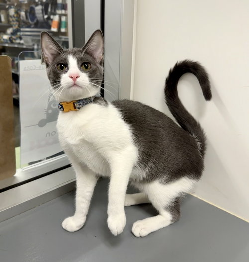 RACHEL - Domestic Short Hair available for adoption