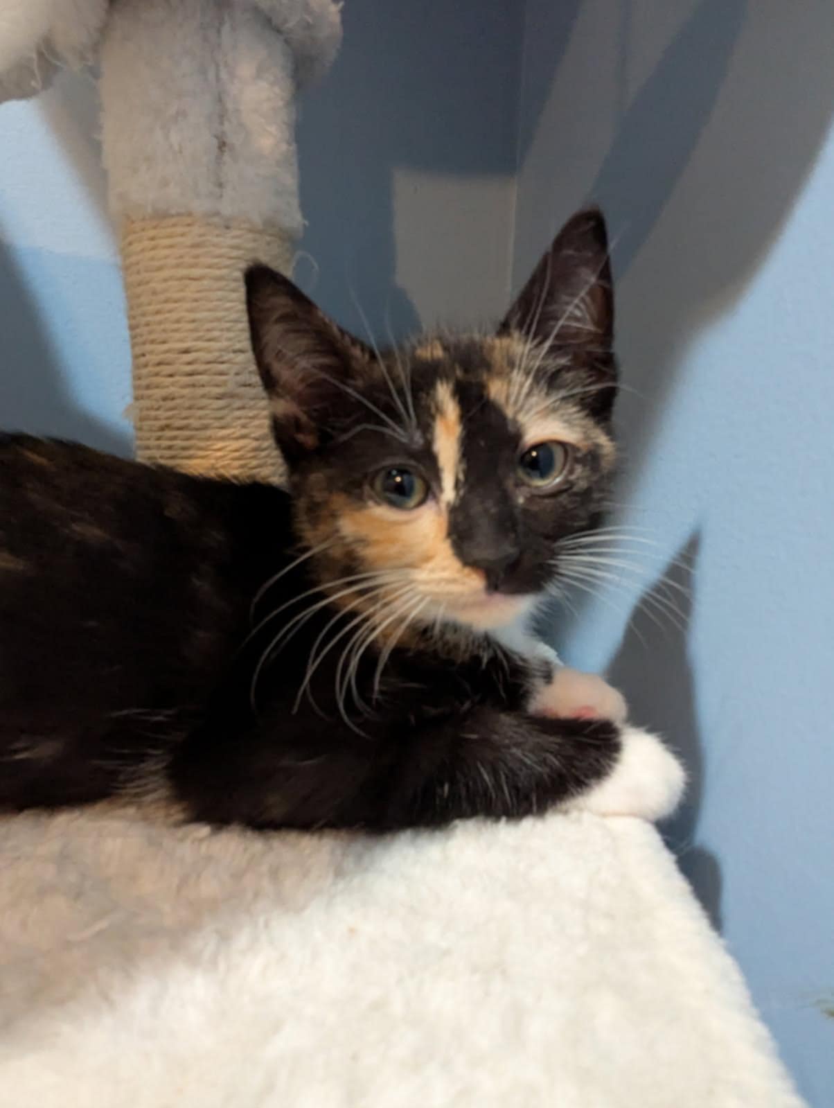adoptable Cat in Ball Ground, GA named Janice