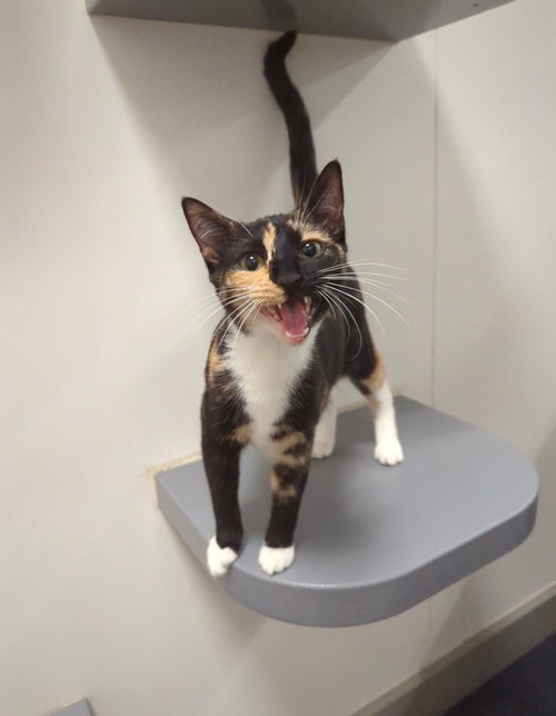 picture of the cat needing adoption