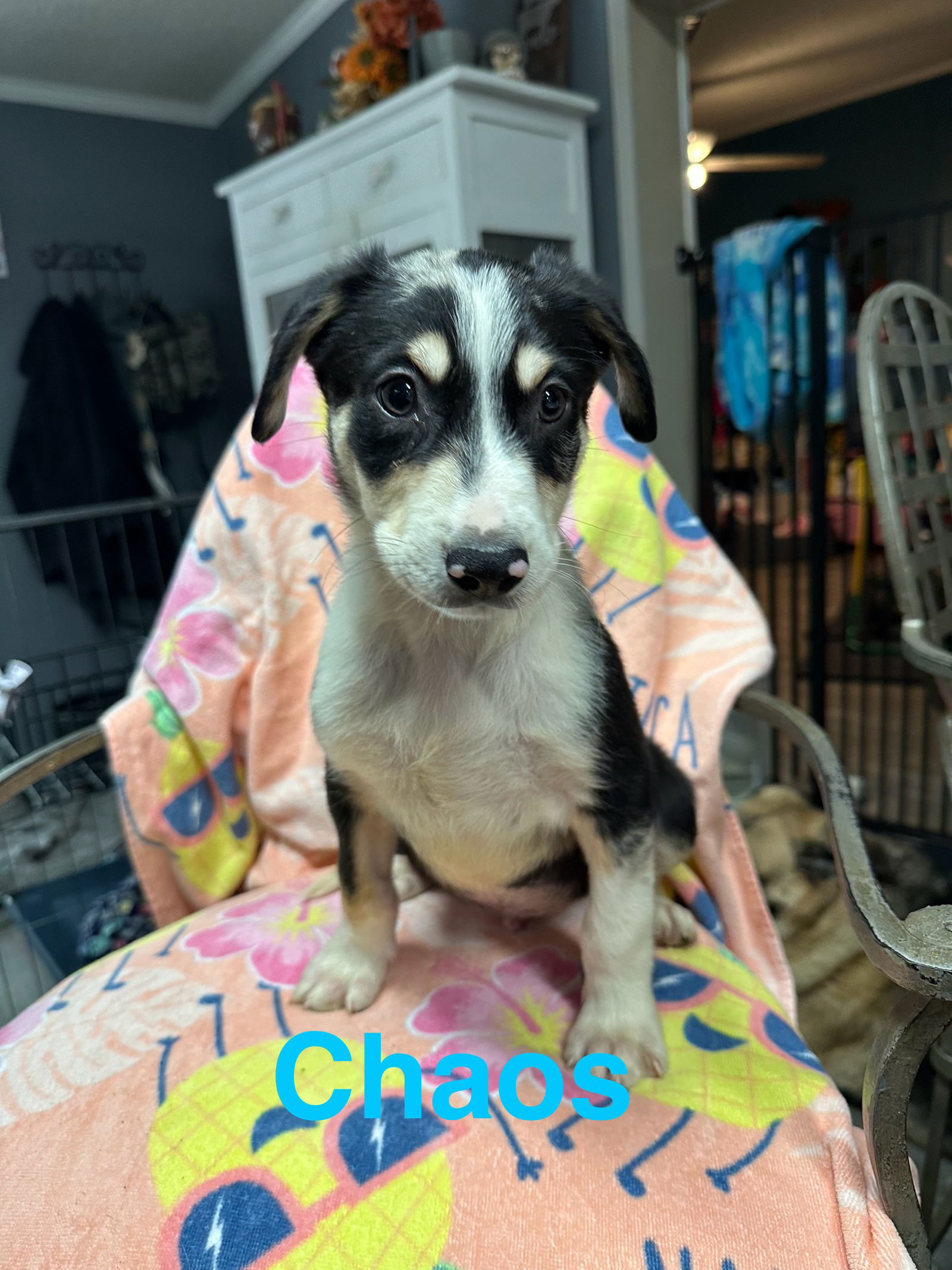 adoptable Dog in Cedartown, GA named Chaos