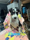 adoptable Dog in  named Chaos