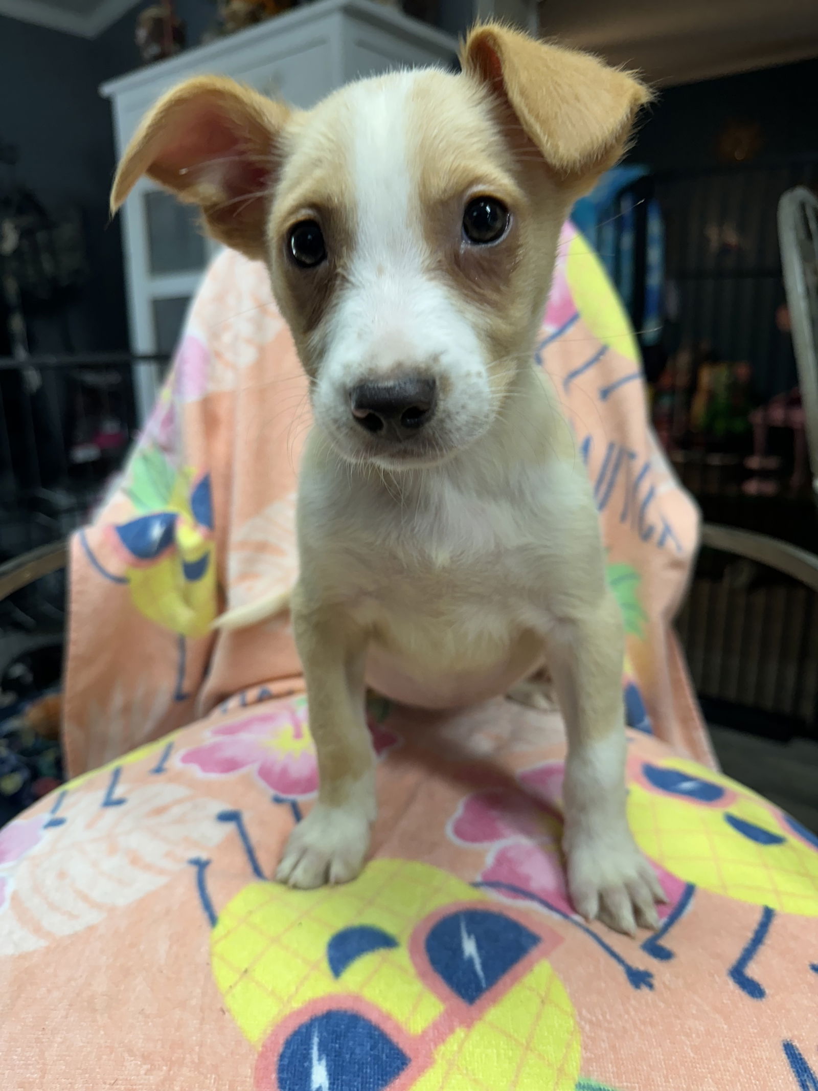adoptable Dog in Cedartown, GA named Hattie