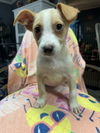 adoptable Dog in  named Hattie