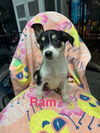 adoptable Dog in  named Ram