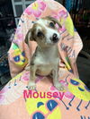 adoptable Dog in  named Mousey