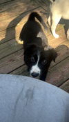adoptable Dog in  named Riot