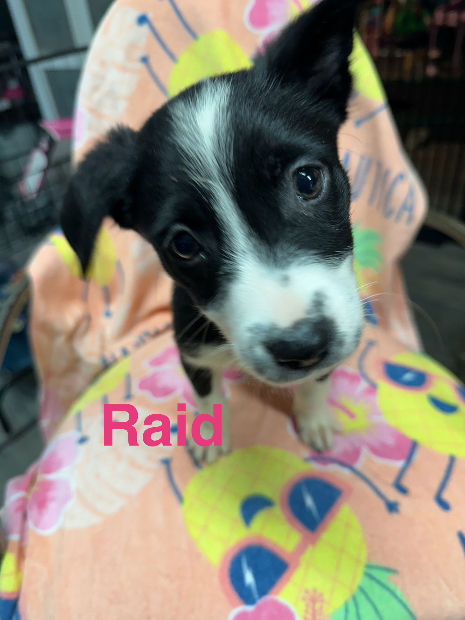 adoptable Dog in Cedartown, GA named Raid