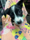 adoptable Dog in  named Raid