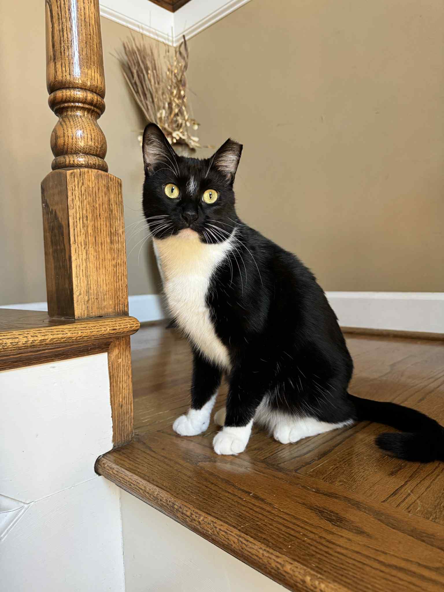 adoptable Cat in Ball Ground, GA named Benny