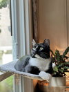 Benny - Photo 2