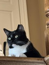 Benny - Photo 4