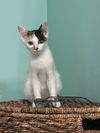 adoptable Cat in  named Iris