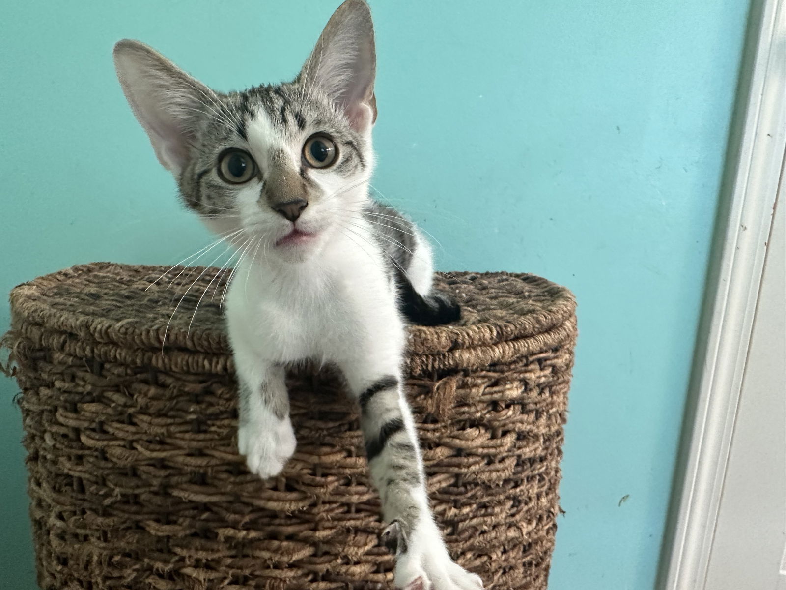 adoptable Cat in Ball Ground, GA named Geranium